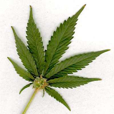 marijuana-leaf