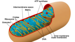 a_mitochondrion