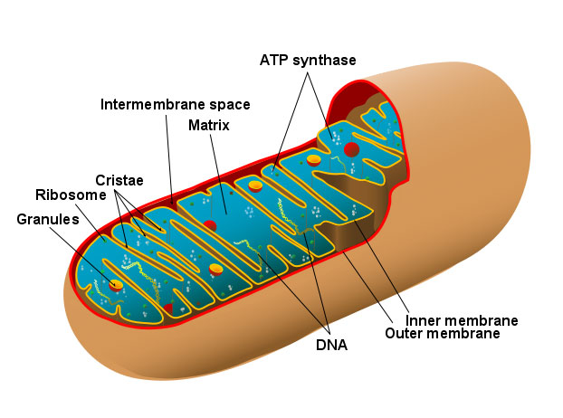 a_mitochondrion