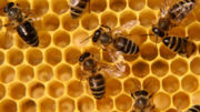 bees-inside-hives