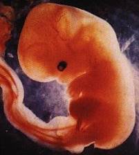 Unborn_Baby