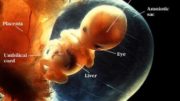 Unborn Child the essence of innocence