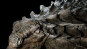 nodosaur fossil canadian mine face.adapt .1900.1 300x200