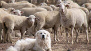 Evangelist is the Lord's Sheep Dog