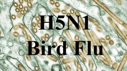 H5N1 Bird Flu