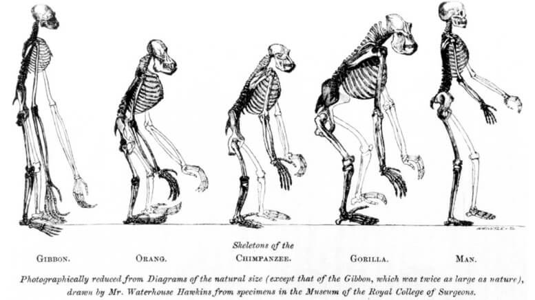 By Benjamin Waterhouse Hawkins (1807–94) - Frontispiece to Huxley's Evidence as to Man's Place in Nature (1863), Public Domain, https://commons.wikimedia.org/w/index.php?curid=117533