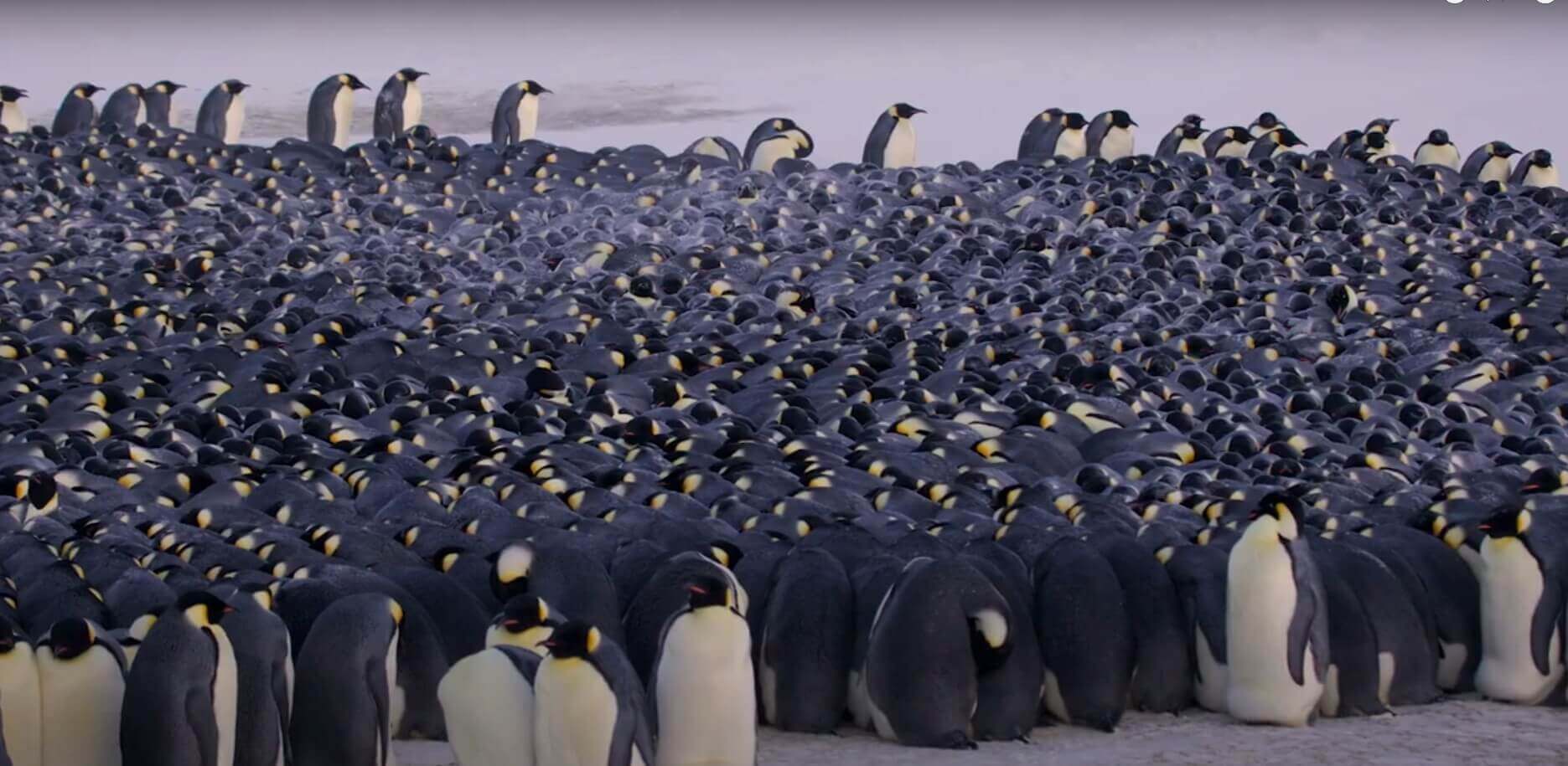 Emperor Penguins: Masterpieces of Intelligent Design