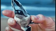 sea turtle