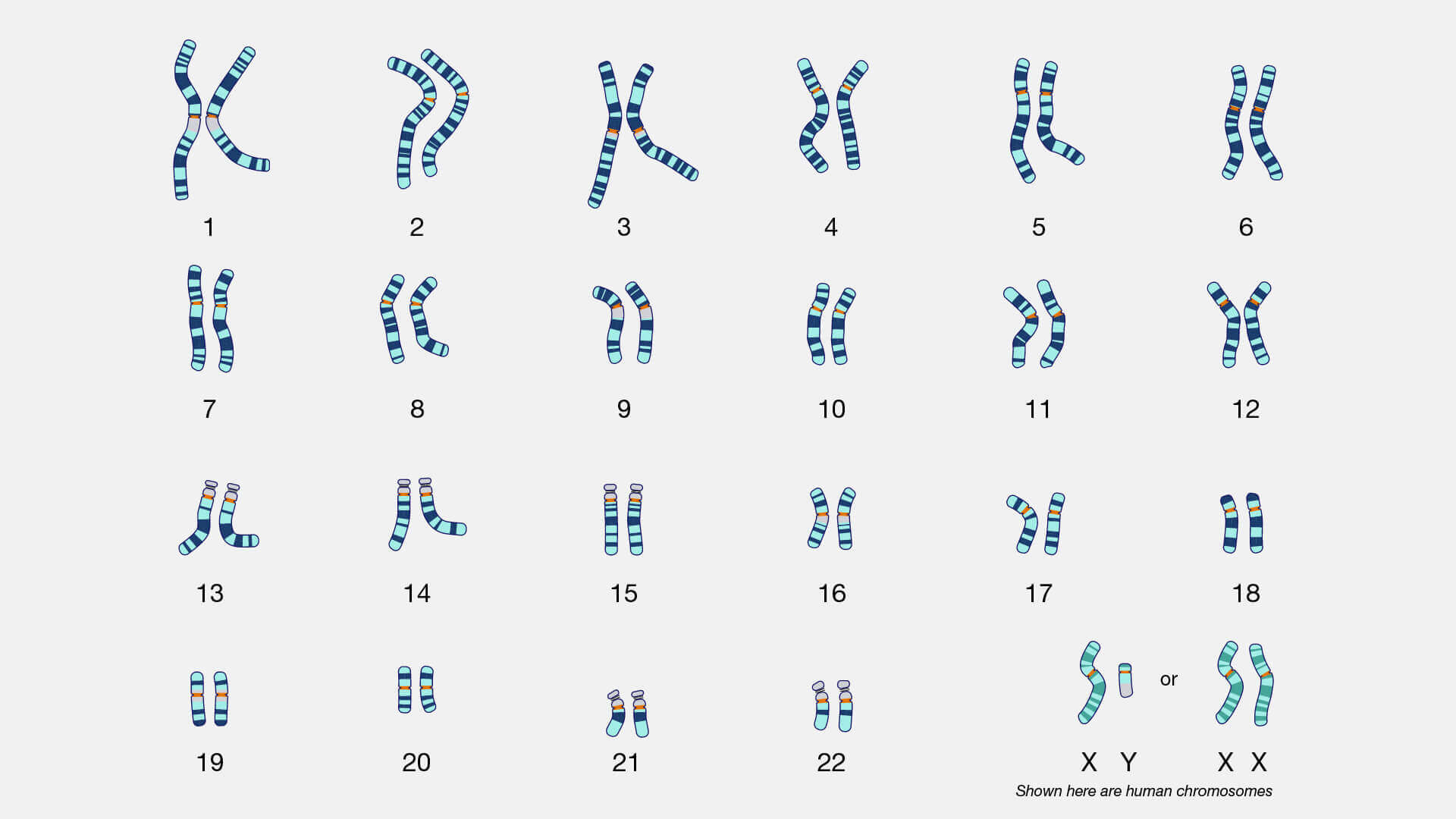 The human chromosome set, 23 pairs, numbered and arranged by size.