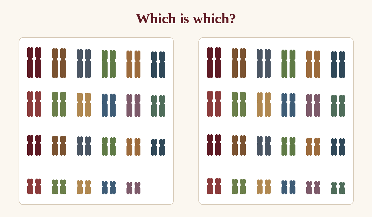 Two sets of chromosome pairs side by side, one with 23 pairs and one with 24.